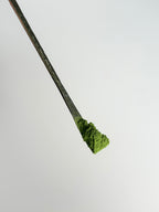 SEN